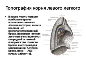 Образование в головке корня левого лёгкого