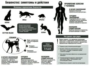 Фобия бешенства