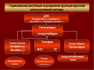 Гормоны репродукции