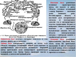 О чем говорят негрубые фокальные нарушения слева в теменно-центрально-височной доле?