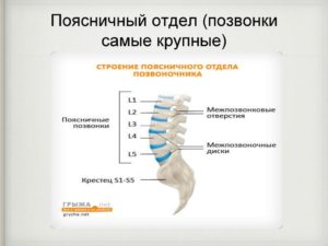 Отсутствует один позвонок в поясничном отделе