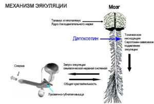 Отсутствие эякуляции