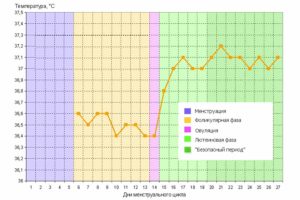 Нужна ли мне поддержка второй фазы цикла при планировании беременности?