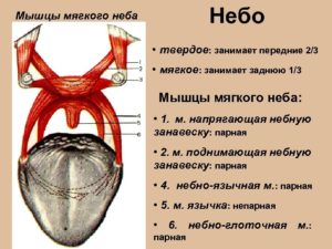 Небно язычная мышца