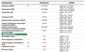 Незначительное повышение лейкоцитов в анализе крови