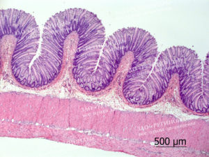 Гистология кишечника