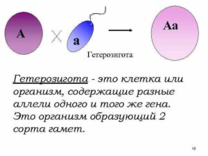 Гетерозигота крови по 3 мутациям