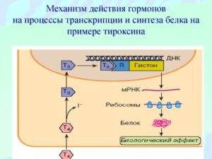 Передазеровка л терокина как вывести гармоны из организма