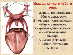 Небно язычная мышца