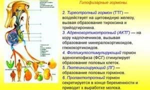 Гормон ТТГ превышен в 4 раза