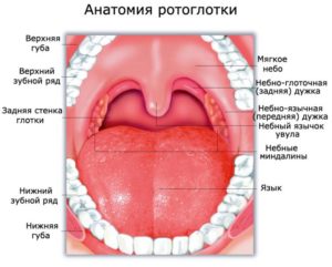 Образования на небной дужке