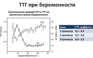 Низкий ттг при беременности 1 триместр