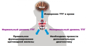 Гипотериоз. Прием кальция