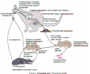 Передаётся ли токсоплазмоз через чихание кошки?