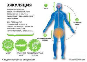 Отсутствие эякуляции