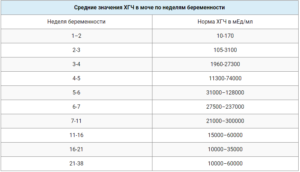 Хгч и срок беременности