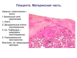 Гистология плаценты