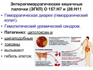 Гемолитическая кишечная палочка