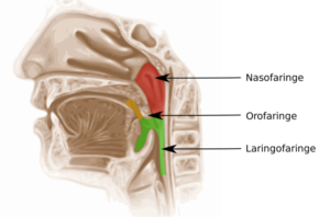 Образование в носоглотке