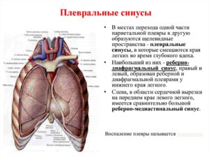 Передние кардиодиафоагмальные синусы облитерированы