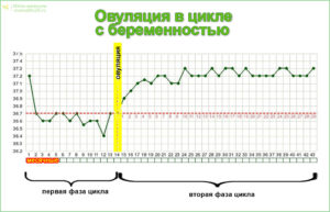 График базальной температуры, овуляция