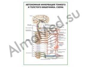 Нервы и кишечник