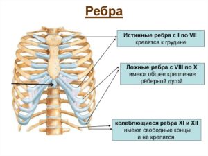 Нижнее 10,11 ребро