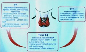 Гормон ТТГ превышен в 4 раза