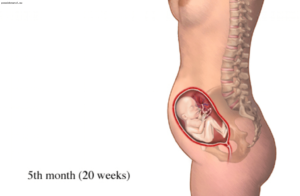 Не чувствуются шевеления на 5 месяце беременности