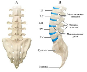 Отсутствует один позвонок в поясничном отделе