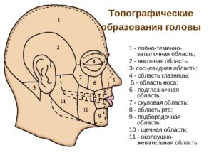 Образование в височной области