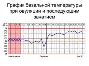 График базальной температуры, овуляция