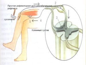 Низкий рефлекс коленных суставов