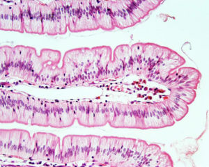 Гистология кишечника