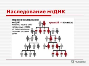 Передача генов по наследству