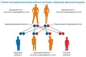 Генетическая предрасположенность к сердечно-сосудистым болезням и диабету