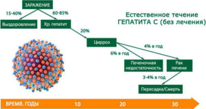 Сколько живут с гепатитом с. Естественное течение вирусного гепатита в. Изменчивость вируса гепатита с. Период жизни вируса гепатита с.