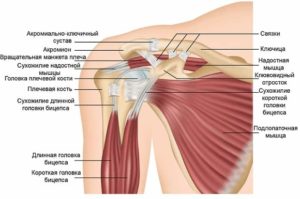 Отрыв длинной головки двуглавой мышцы плеча и ее сухожилие