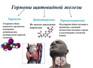 Гармоны щитовидной железы