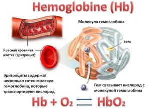 Гемоглобин повышен и щитовидка