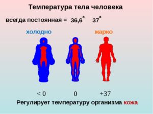 Низкая температура тела мерзнут ноги летом