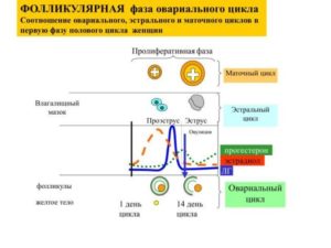 Недостаток гормонов 2 фазы