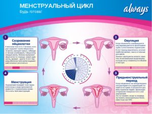 Нерегулярный менструальный цикл после окончания приема регулона