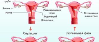 Нет месячных после регресса
