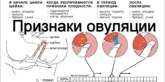 Непонятные ощущения после овуляции