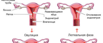 Нет месячных после клайры и болит живот