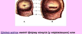 Форма зева шейки матки