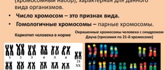 Нужен ли кариотип супругов