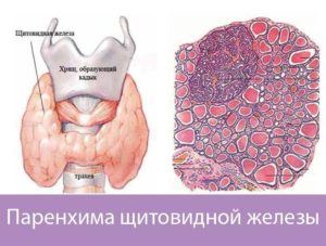 Объемные образования паренхимы щитовидной железы