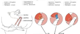 Овуляция и тянущие боли в правом боку